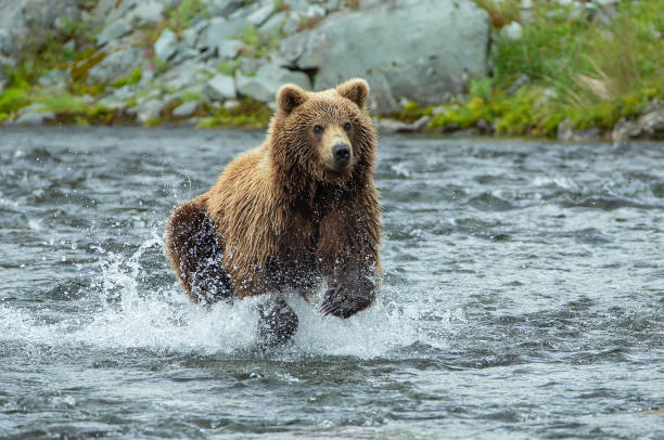 istock Brown Bear (Ursus Arctos) in river chasing sockeye salmon 1028359968