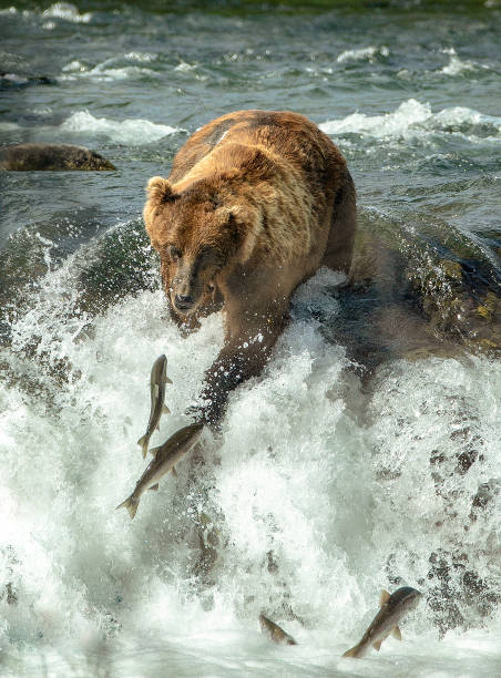 Brown Bear (Ursus Arctos) in waterfall trying to catch a sockeye salmon the image was taken at Brooks Falls, Katmai National Park. brown bear catching salmon stock pictures, royalty-free photos & images