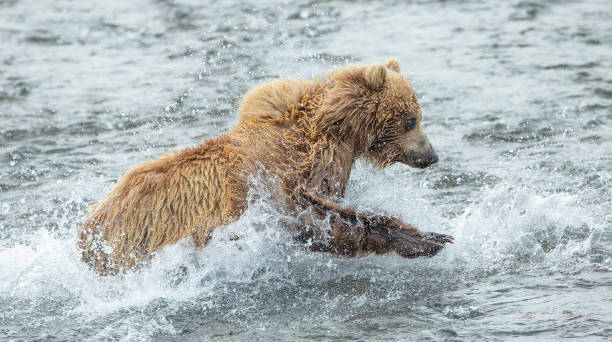 istock Brown Bear (Ursus Arctos) in river chasing sockeye salmon 1028360026