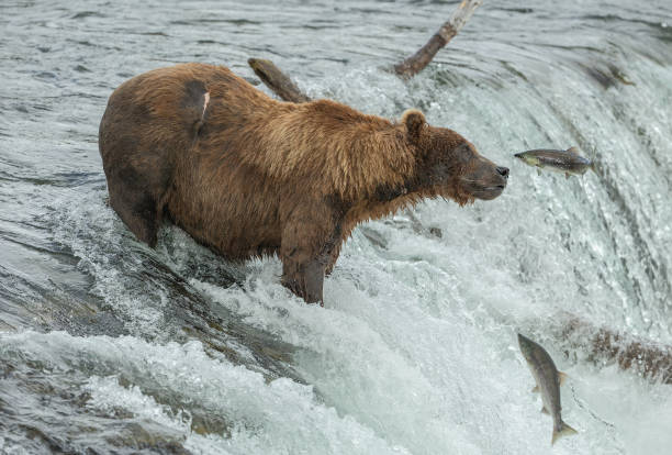 istock Brown Bear (Ursus Arctos) in waterfall trying to catch a sockeye salmon 1028360146