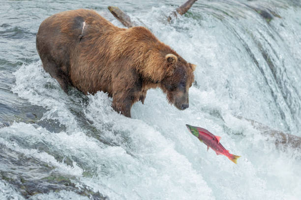 Brown Bear (Ursus Arctos) in waterfall trying to catch a sockeye salmon the image was taken at Brooks Falls, Katmai National Park. brown bear catching salmon stock pictures, royalty-free photos & images