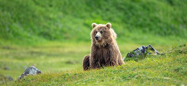 portrait of brown (grizzly) bear looking upwards from grassy bank