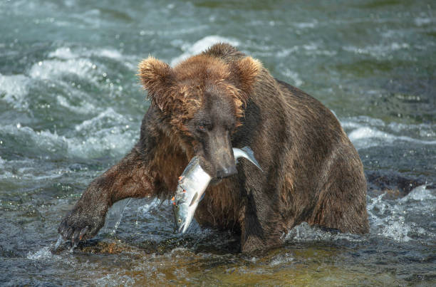 istock Brown Bear (Ursus Arctos) in river with sockeye salmon in its mouth 1028363698