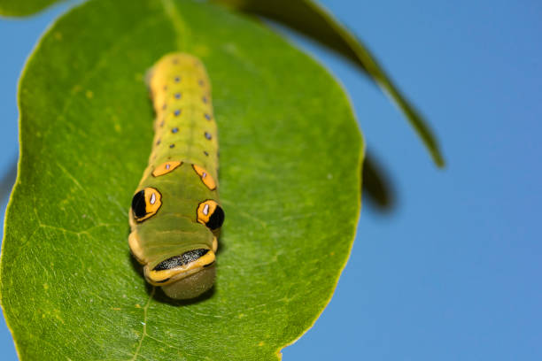 Spicebush Swallowtail Caterpillar A close up of a Spicebush Swallowtail Caterpillar on a Sassafras tree. instar stock pictures, royalty-free photos & images