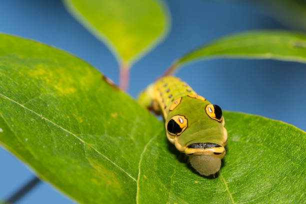 Spicebush Swallowtail Caterpillar A close up of a Spicebush Swallowtail Caterpillar on a Sassafras tree. instar stock pictures, royalty-free photos & images