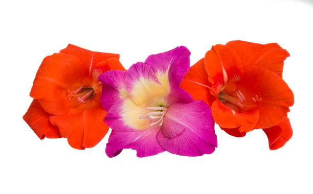 istock beautiful gladiolus flowers isolated 1028375242