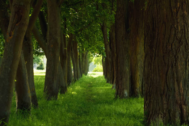 istock A tunnel like pathway through a thick forest with sunlight at the end 1028378548