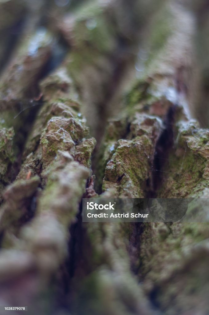 Baumrinde einer alten Eiche - Lizenzfrei Alt Stock-Foto