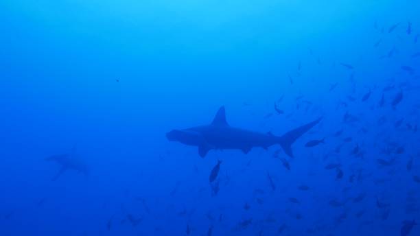 istock Scalloped Hammerhead shark swimming undersea at Galapagos 1028379748