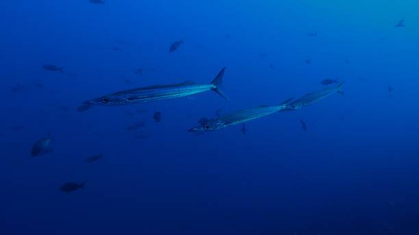 istock Barracuda fish swimming at deep sea 1028379784