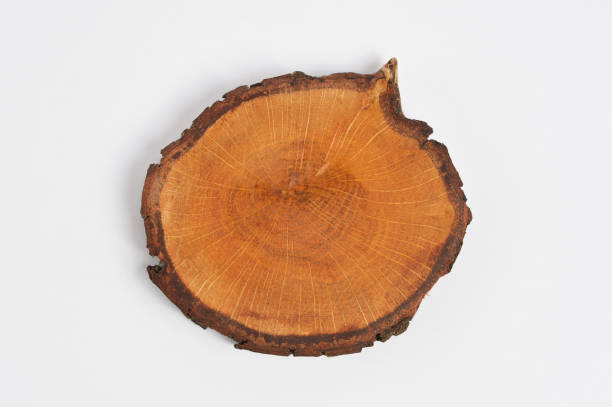 istock Wooden cross section 1028380244