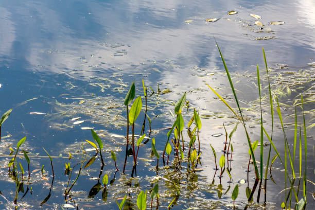 istock Landscape with swamp. 1028383004