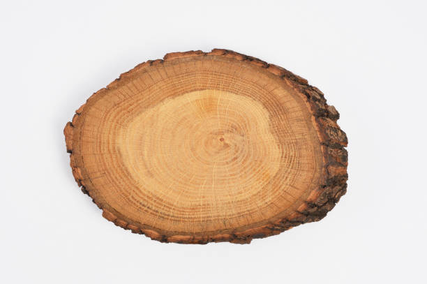 istock Wooden cross section 1028383106