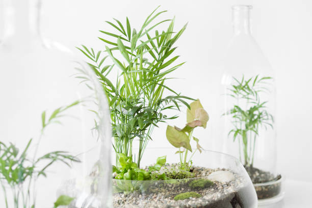 istock Few green plants in pots protected by a glass dome bottle on a white background. 1028383482
