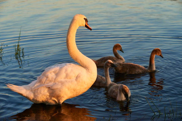 Swan mother with chicks floating on lake at sunset. Mute swan family. Beautiful young swans in lake. Selective focus