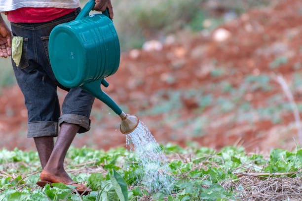 Jamaican farm worker in outdoor agricultural field watering lettuce garden with watering can.