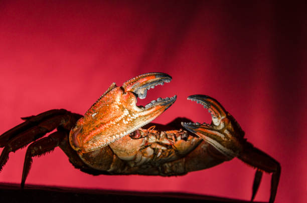 istock Portrait of a crab on red background 1028387532