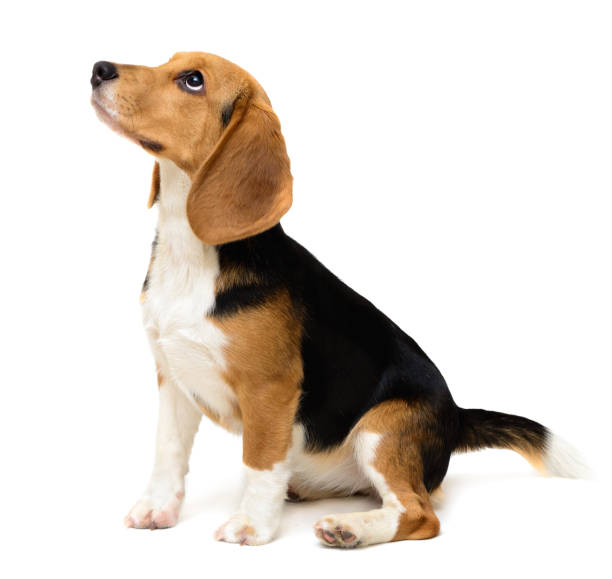 istock Beagle dog female isolated on a white 1028390372