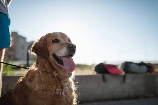 istock Cute golden retriever on a leash 1028390448