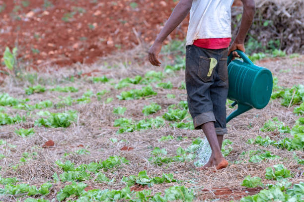 istock Jamaican farm worker on the job 1028390686