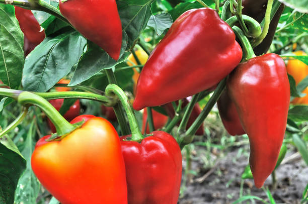 istock close-up of red peppers 1028390952