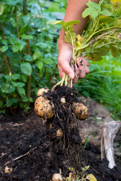 овощной сад в канаде - уборка картофеля - корнеплод стоковые фото и изображения