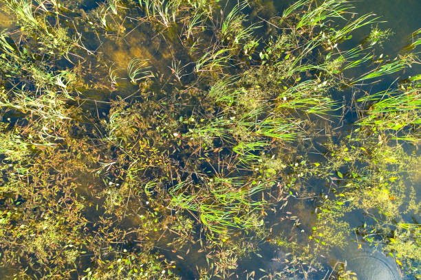 istock Top view of plants growing in water. 1028394330