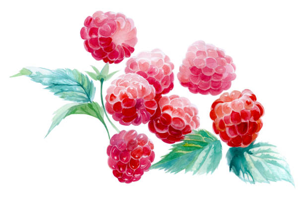 ilustrações de stock, clip art, desenhos animados e ícones de several raspberries on a white background. watercolor painting - framboesa