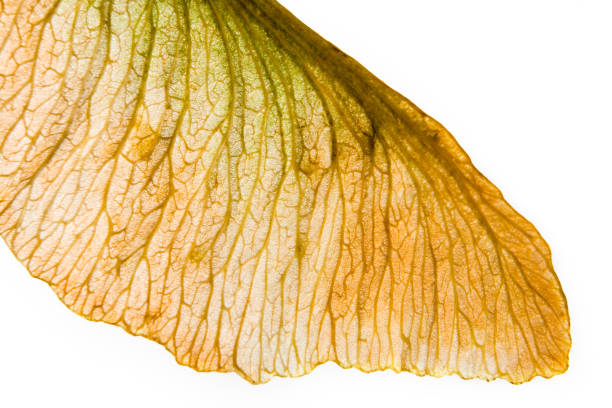 Seed of maple close-up on a white background. Flora.