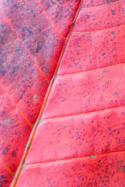 istock Leaf with streaks photographed close-up. 1028394696