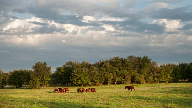 istock Cattle in a summer meadow with dramatic skies 1028397246