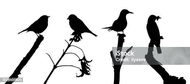 Birds On The Branch Silhouette Set In Vector Stock Illustration - Download Image Now - In Silhouette, Robin, Bird