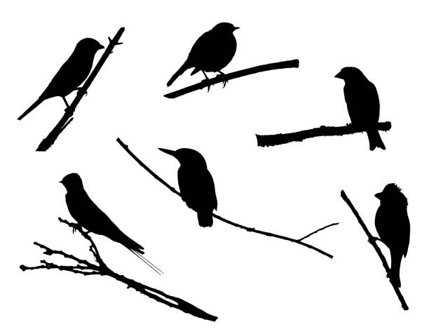 ilustrações de stock, clip art, desenhos animados e ícones de birds on the branch silhouette set - rubecula