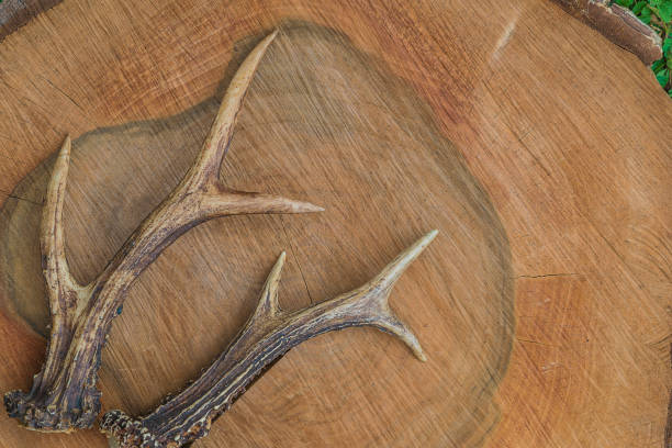 Deer antlers on vintage wooden background. Hunting concept.
