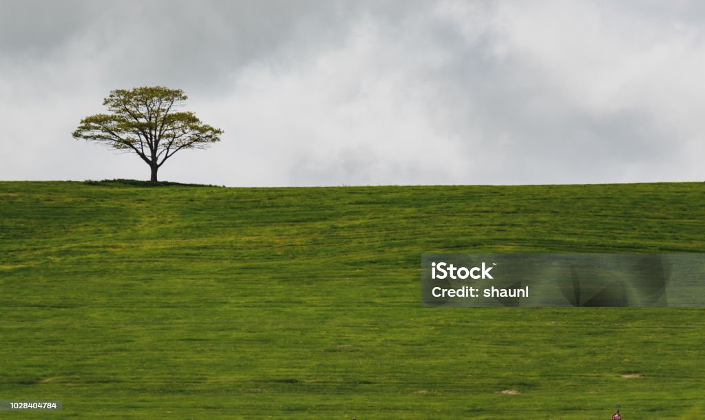 Single Tree Farm Single Tree Stock Photo - Download Image Now - Agricultural Field ...