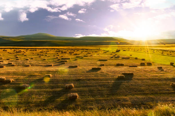 straw bale in the field at sunset - wheat sunset bale autumn imagens e fotografias de stock