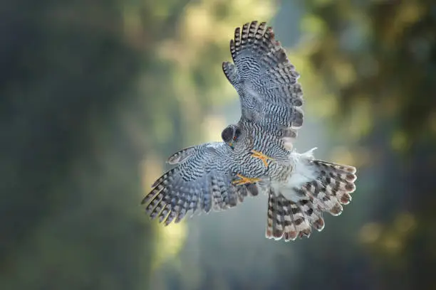 Photo of Brown goshawk, Accipiter fasciatus in a deep forest. Close up of beautiful bird of prey in its natural environment. Predator flying its habitat. Dark forest, morning with sun rays.