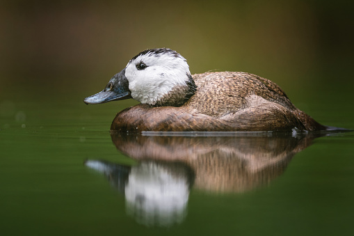 White-headed duck in its natural environment. Cute asian duck with blue bill in the water. Detailed photo of attractive bird with blue bill and black cap.