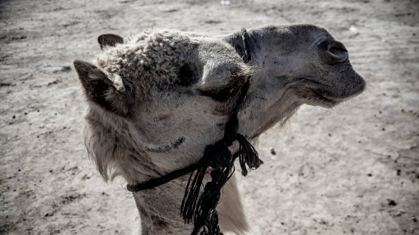 cammello del deserto smirking - negev israele - camel smiling israel animal foto e immagini stock