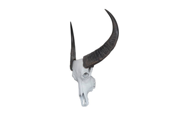 istock Buffalo skull isolated on white background.Buffalo horn 1028411318