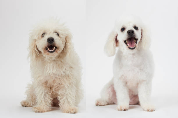 犬の前に、と後にテーマを毛づくろい - groomer ストックフォトと画像