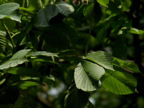 istock Horse chestnut tree with leaves 1028417538