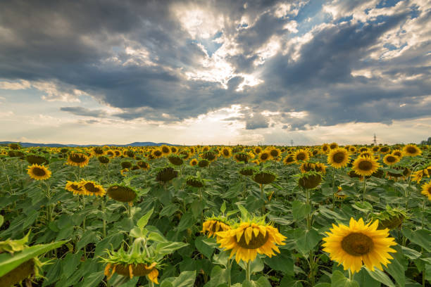 istock Sunflower field at sunset. 1028417598
