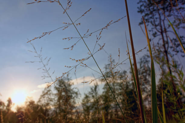 istock Evening landscape. The light of the setting sun. 1028417906