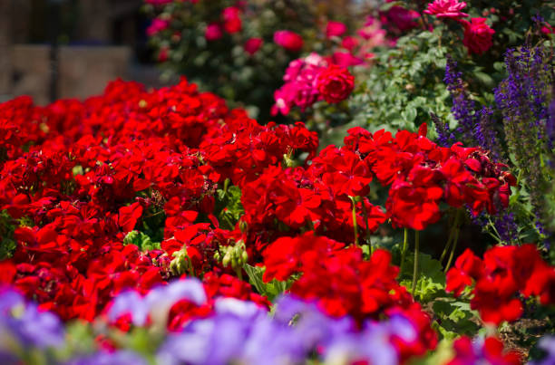 Sunny Happy Red Flowers in Garden - Bold colorful flowers in well landscaped garden.
