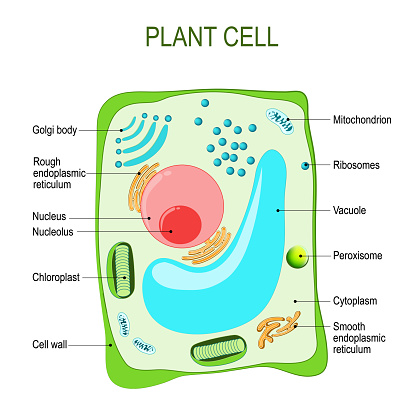 Plant Cell Anatomy Stock Illustration - Download Image Now ...