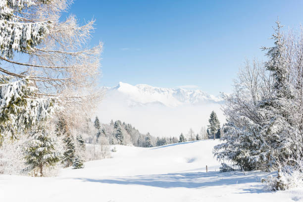 View on winter landscape high up in the mountains against clear blue sky. At the side snowy spruce tree.