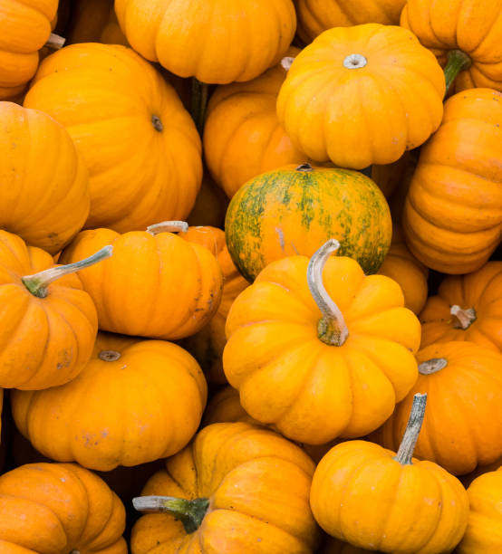 istock Pile of orange mini pumpkins 1028421746