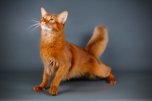 Studio photography of a Somali cat on colored backgrounds
