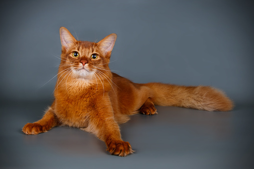 Studio photography of a Somali cat on colored backgrounds